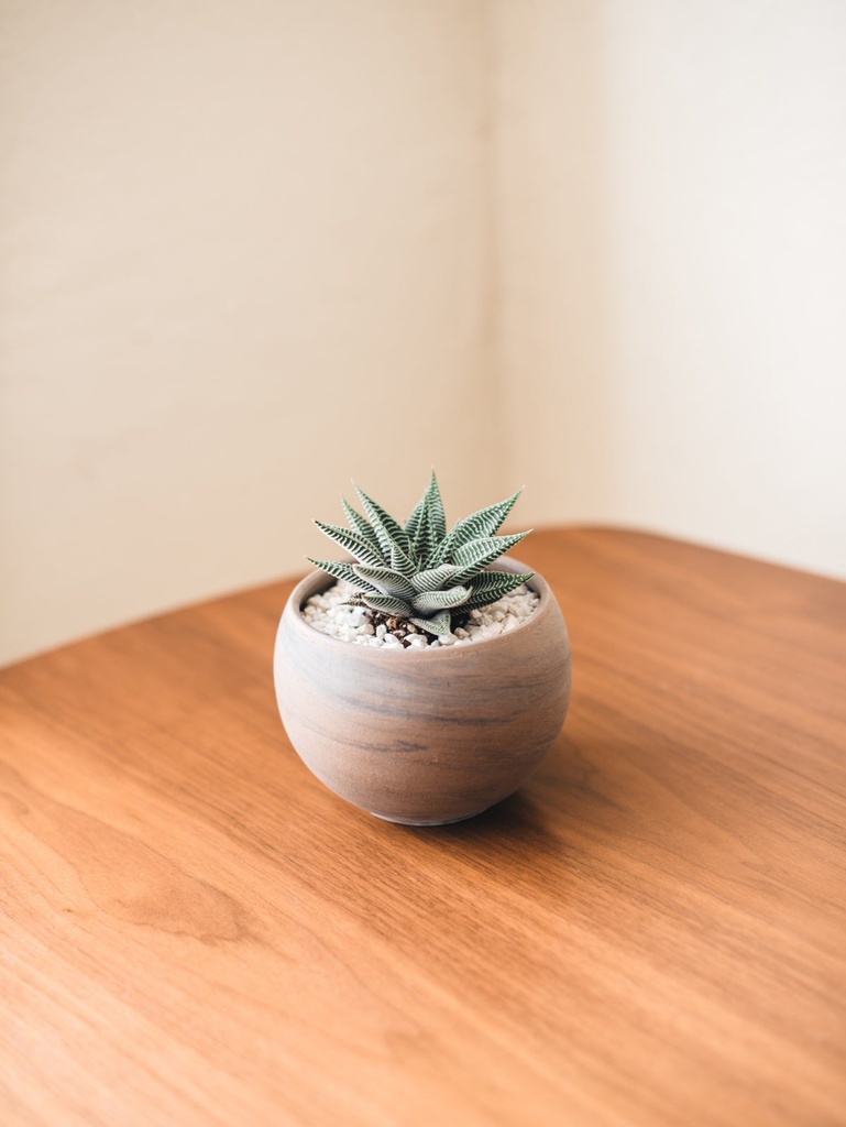 Succulent — Minimalist Masaüstü Sukulent