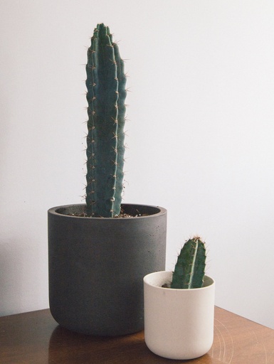 Cactus — Doğal Çöl Kaktüsü Seramik Saksılı